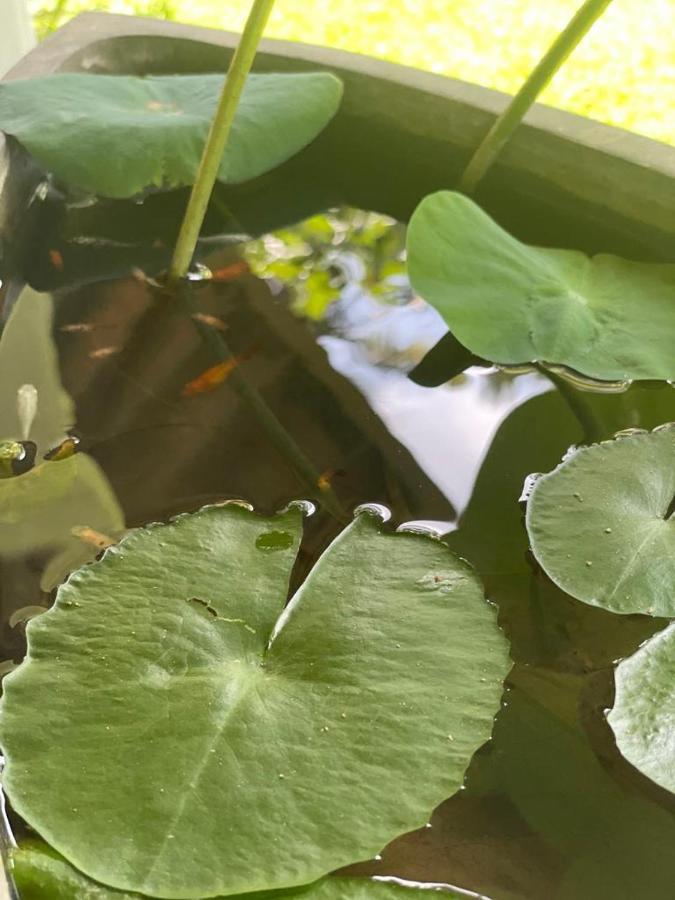 水晶别墅 Malabe 外观 照片